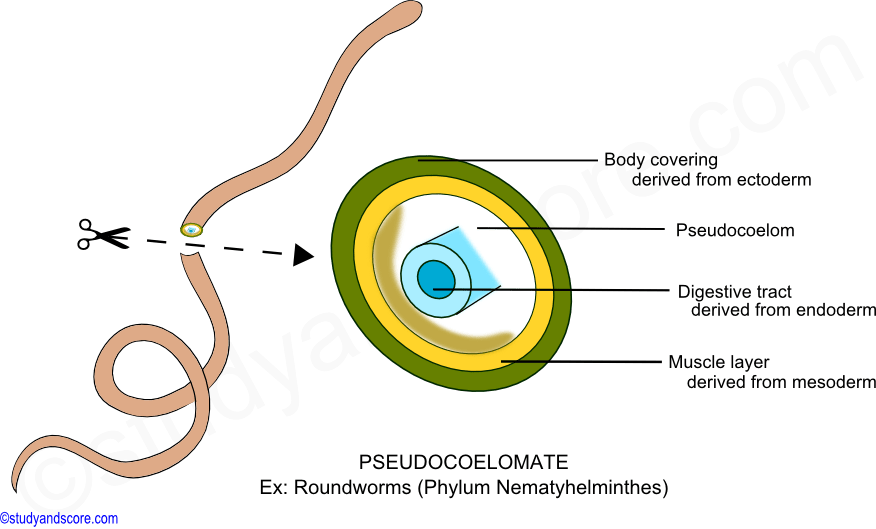 pseudocoelomate, endoderm, ectoderm, mesoderm, archenteron, vlastocoel, gut